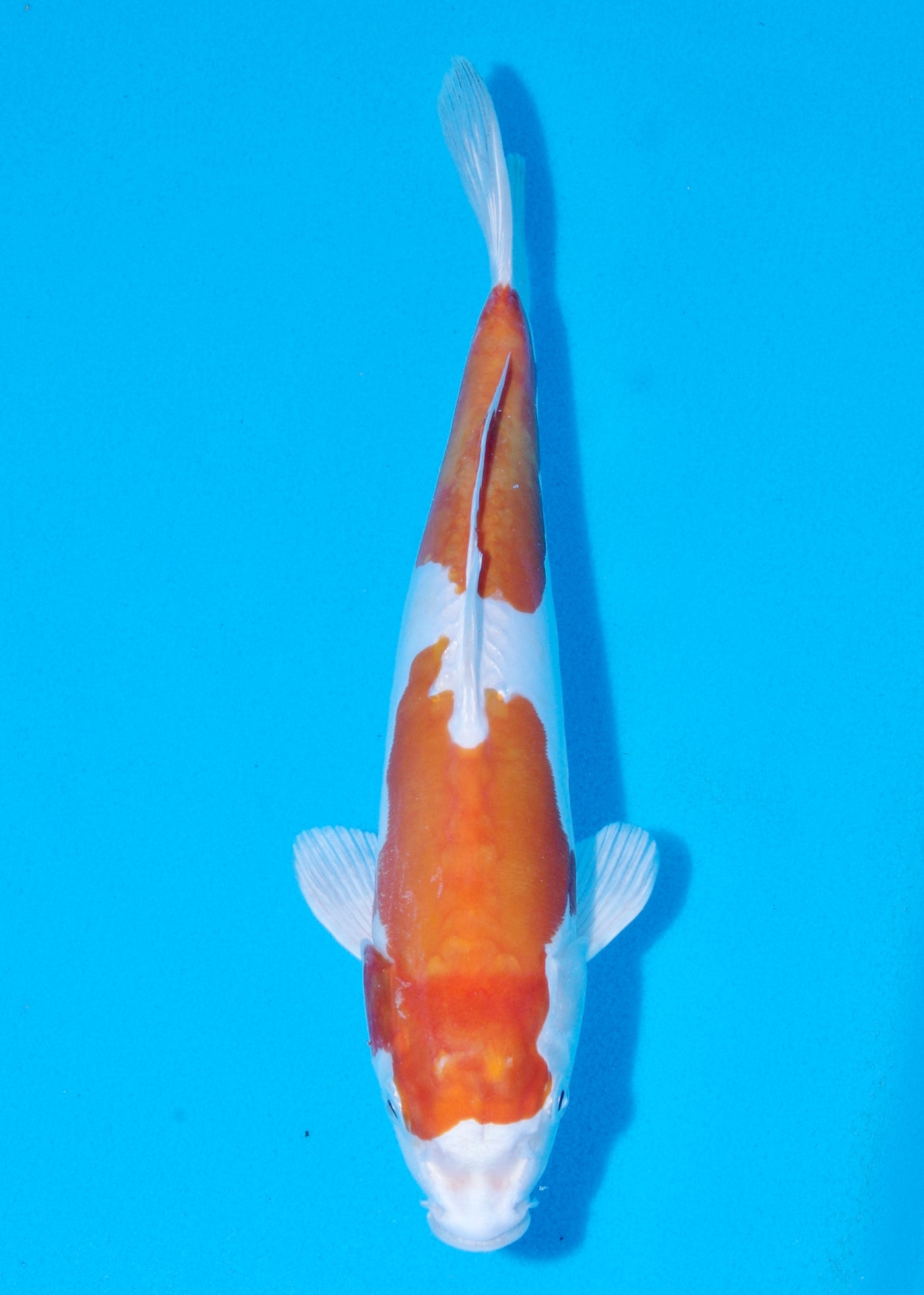 31cm Kikisui (Byer Koi Farm) REF - SEP014