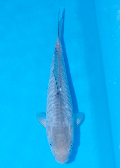 35cm Aragoke (Soragoi) (Byer Koi Farm) REF - SEP005