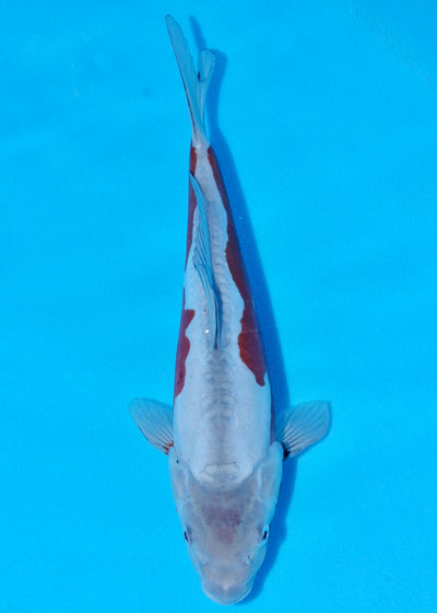32cm Doitsu Ochiba (Byer Koi Farm) REF - SEP007