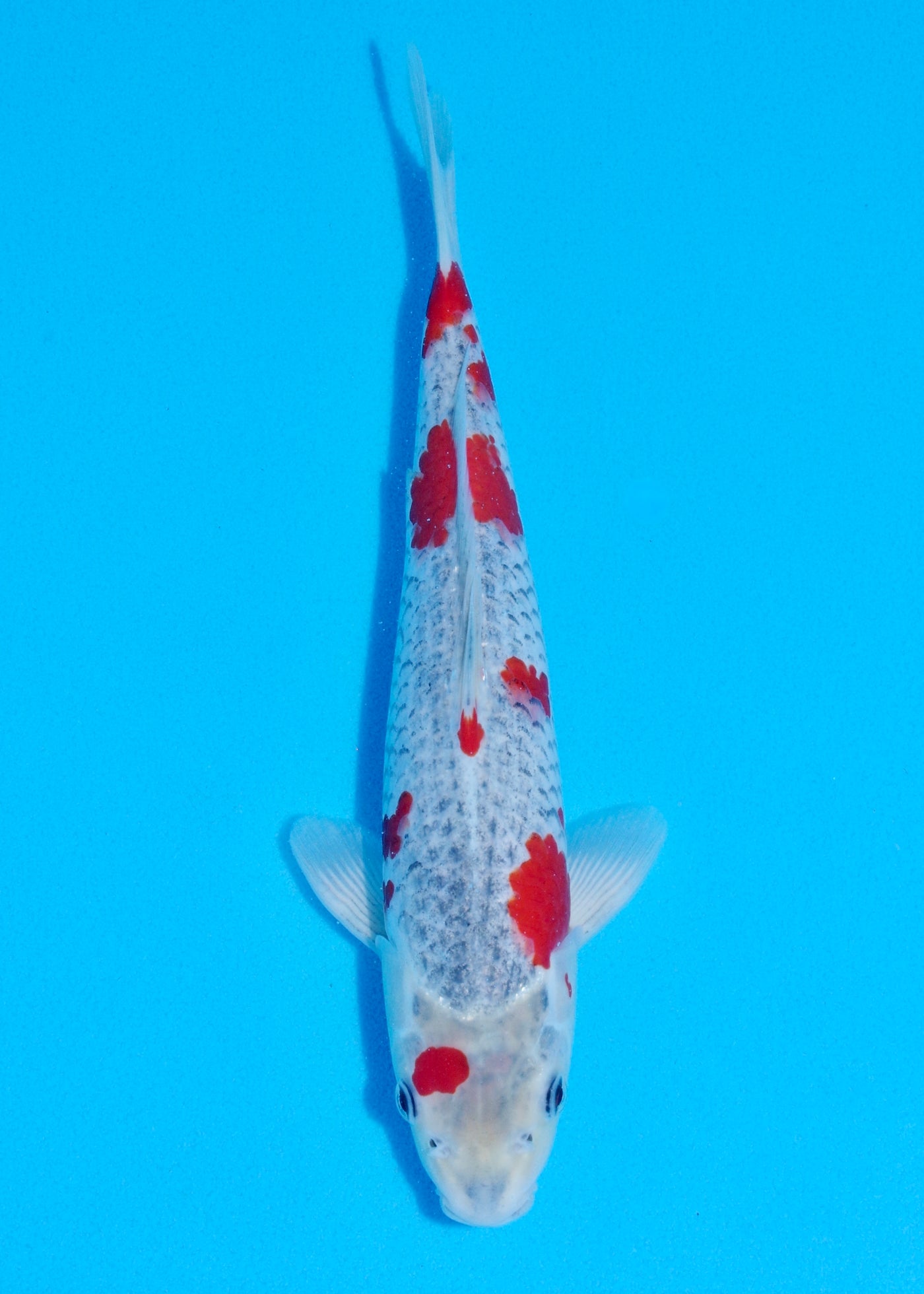 32cm Goshiki (Byer Koi Farm) REF - SEP009