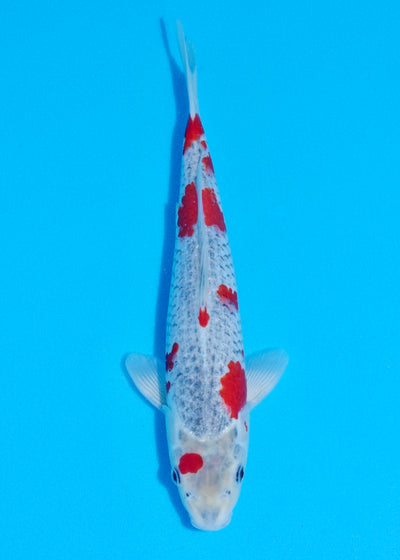 32cm Goshiki (Byer Koi Farm) REF - SEP009