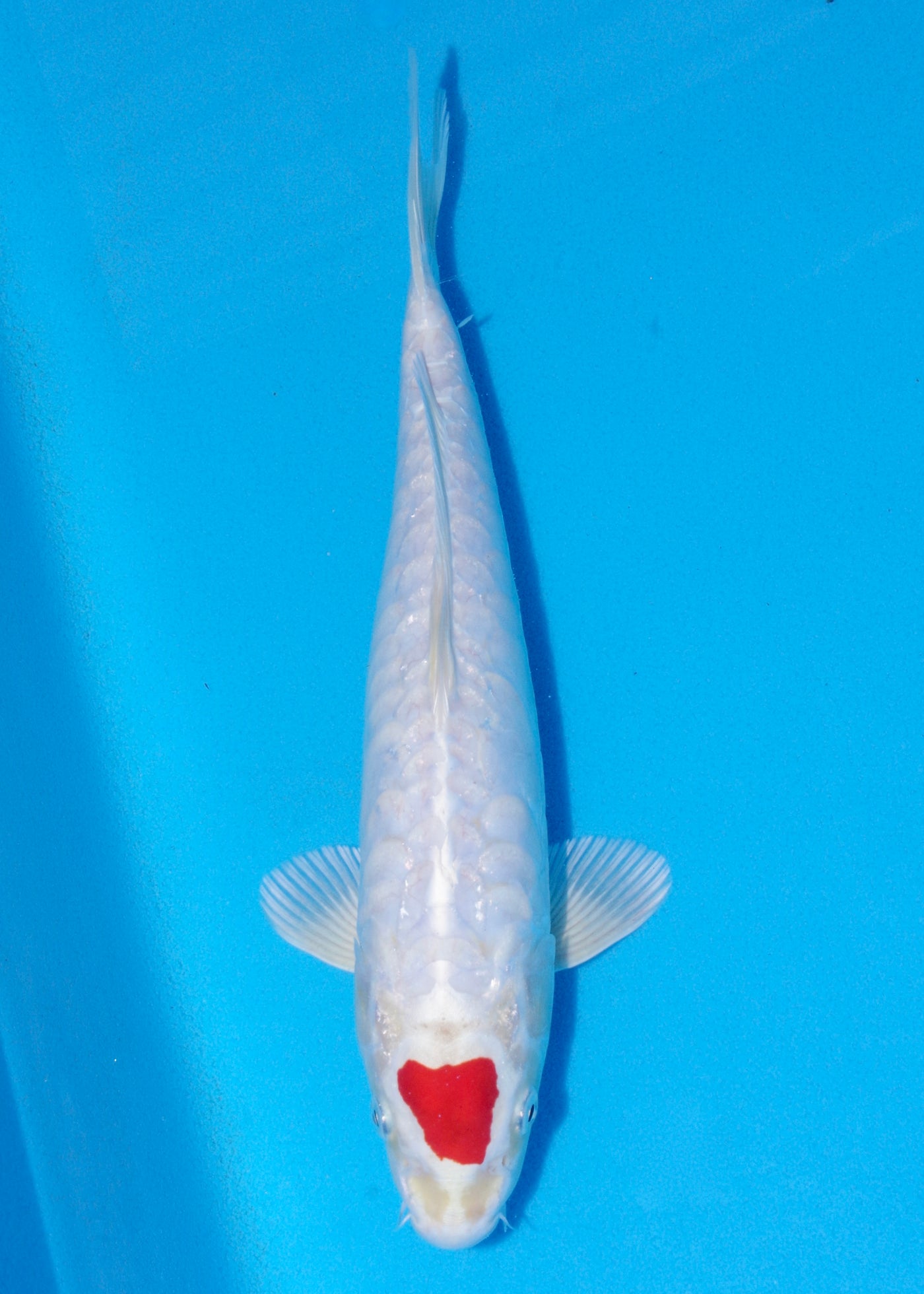34cm Tancho Kikisui (Byer Koi Farm) REF - SEP011