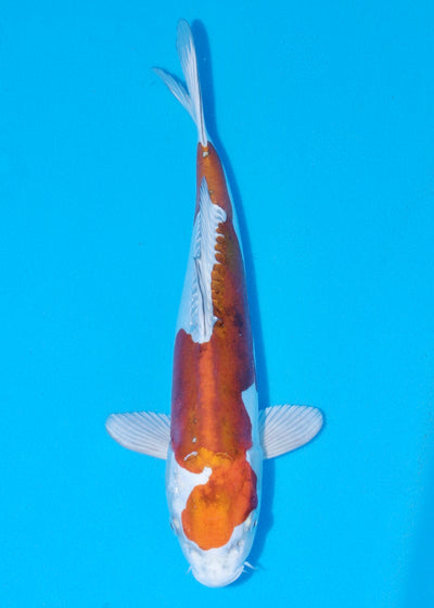 36cm Doitsu Kogane Ochiba (Byer Koi Farm) REF - SEP015