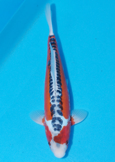 35cm Shusui (Byer Koi Farm) REF - SEP063