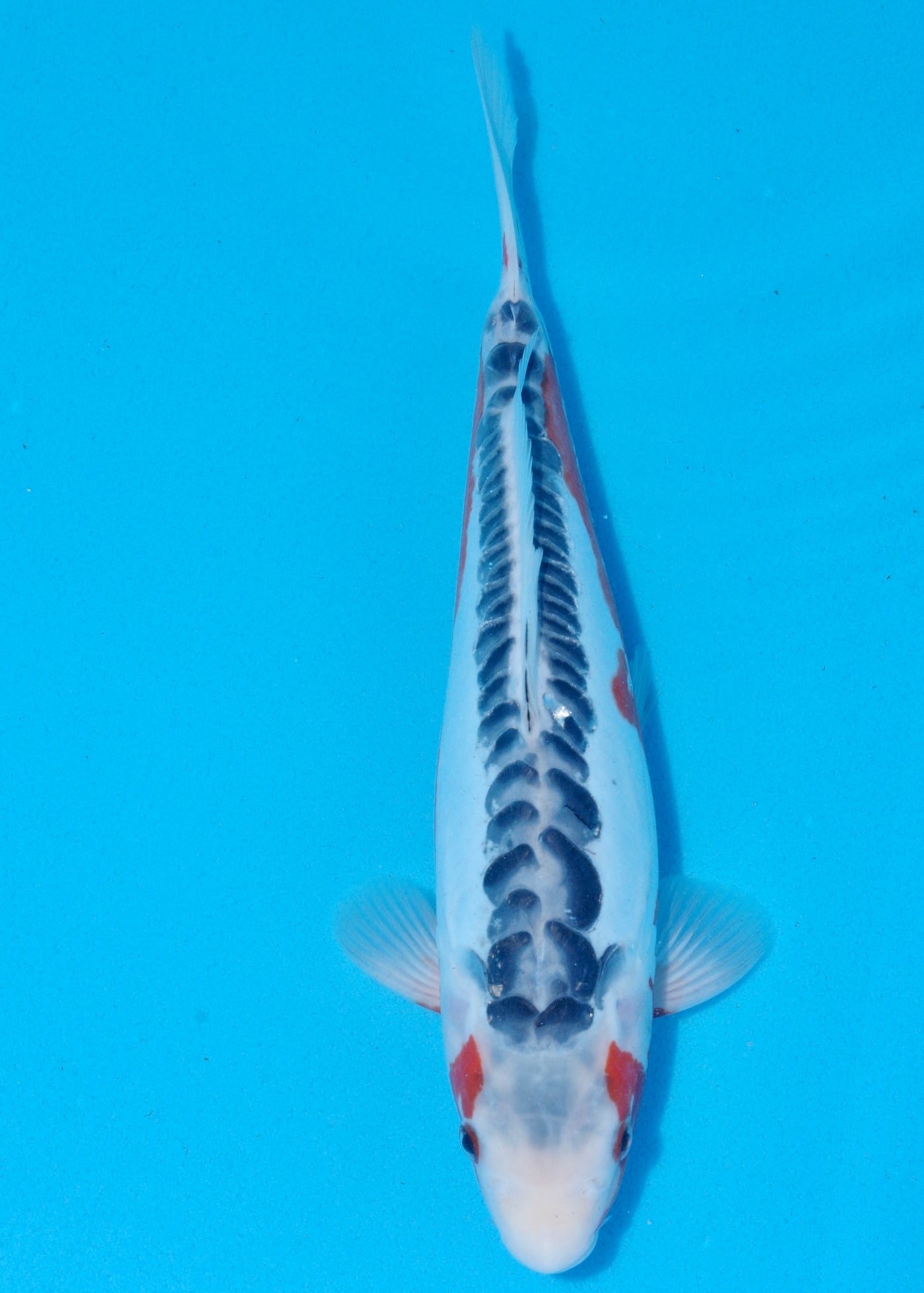 34cm Shusui (Byer Koi Farm) REF - SEP064