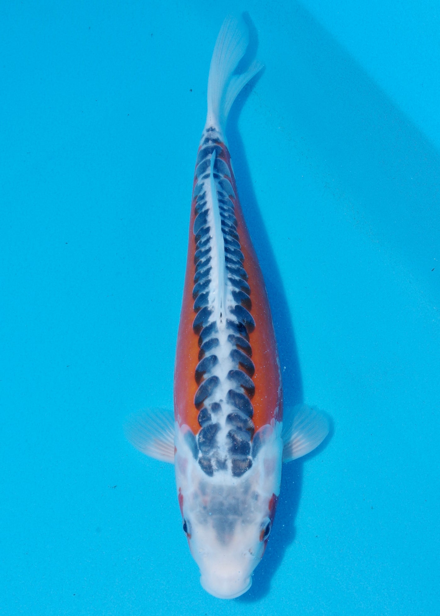 34cm Shusui (Byer Koi Farm) REF - SEP065