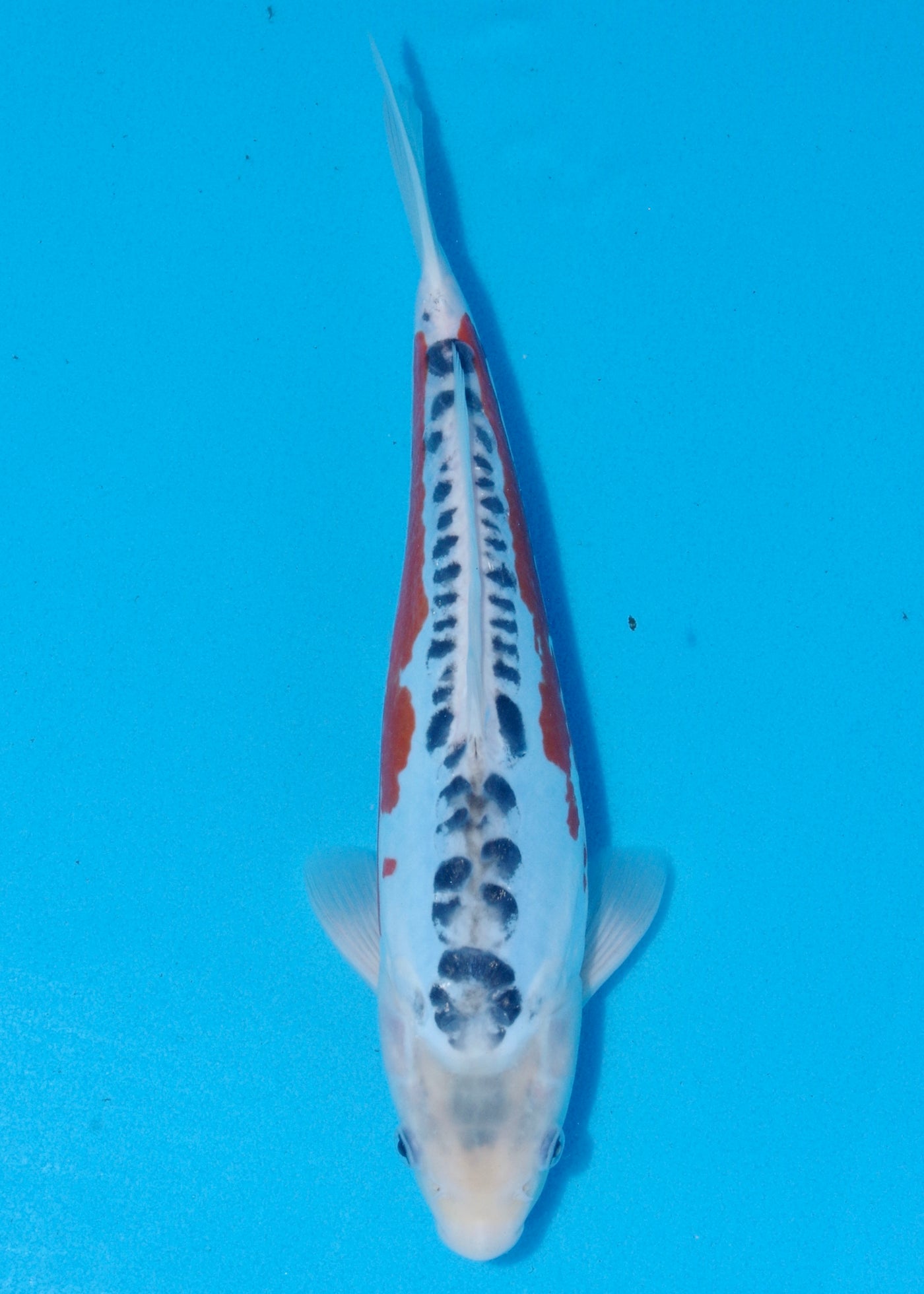33cm Shusui (Byer Koi Farm) REF - SEP066