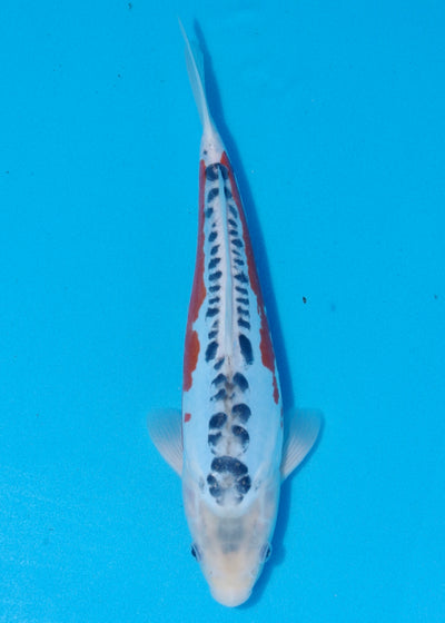 33cm Shusui (Byer Koi Farm) REF - SEP066