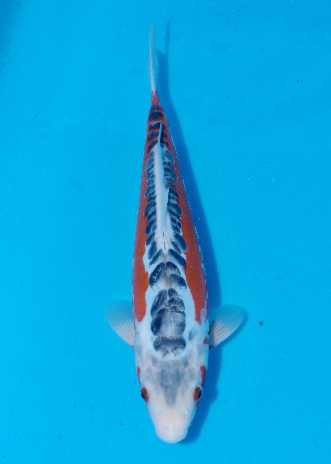 33cm Shusui (Byer Koi Farm) REF - SEP067