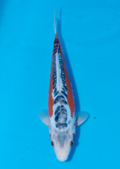 33cm Shusui (Byer Koi Farm) REF - SEP067