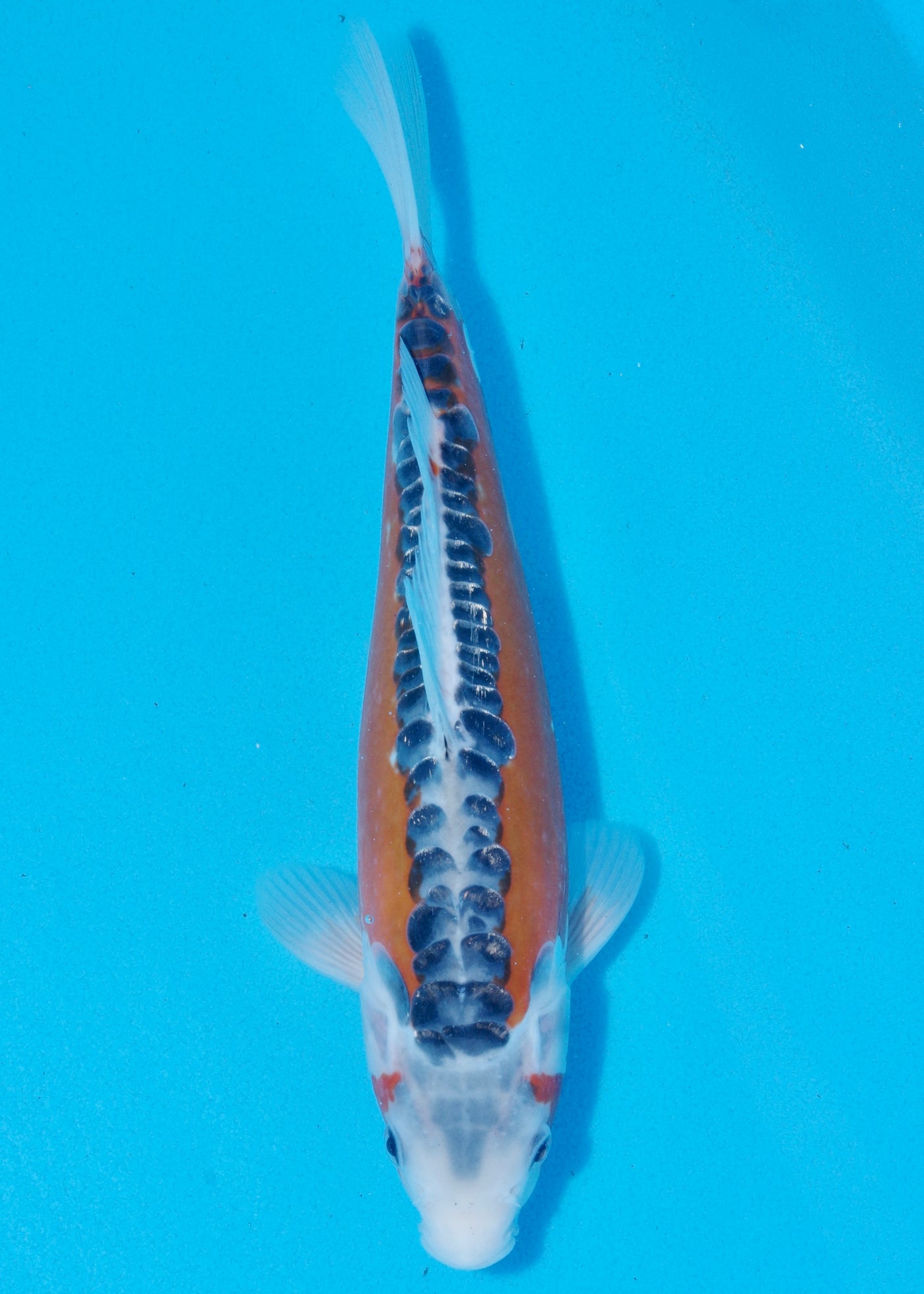 30cm Shusui (Byer Koi Farm) REF - SEP068