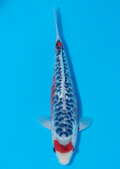 29cm Shusui (Byer Koi Farm) REF - SEP069
