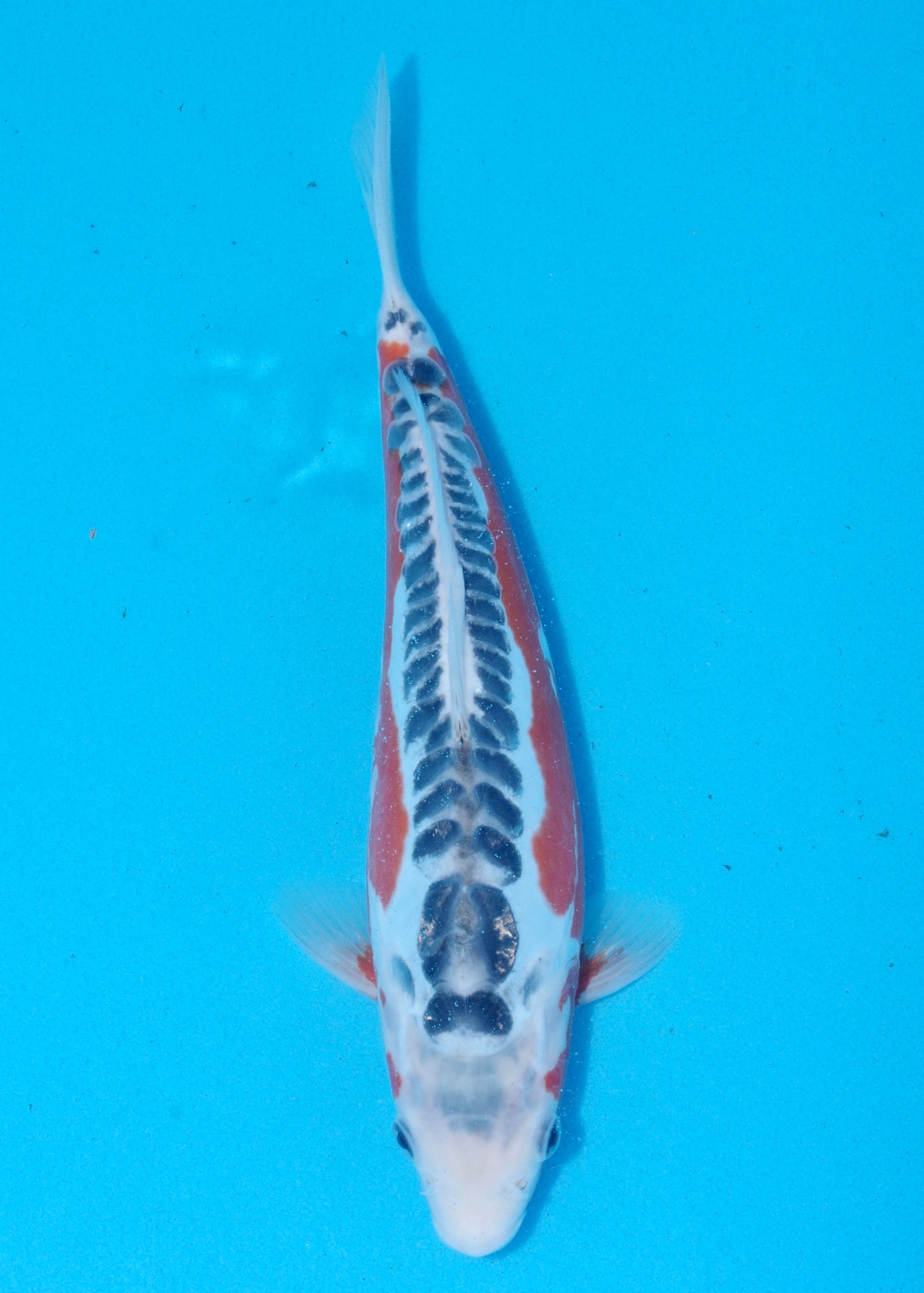 31cm Shusui (Byer Koi Farm) REF - SEP070