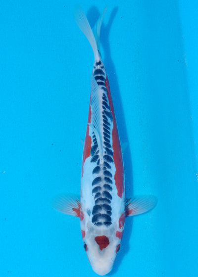 28cm Shusui (Byer Koi Farm) REF - SEP071