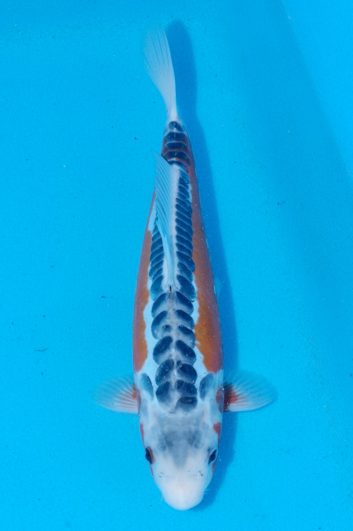 29cm Shusui (Byer Koi Farm) REF - SEP072