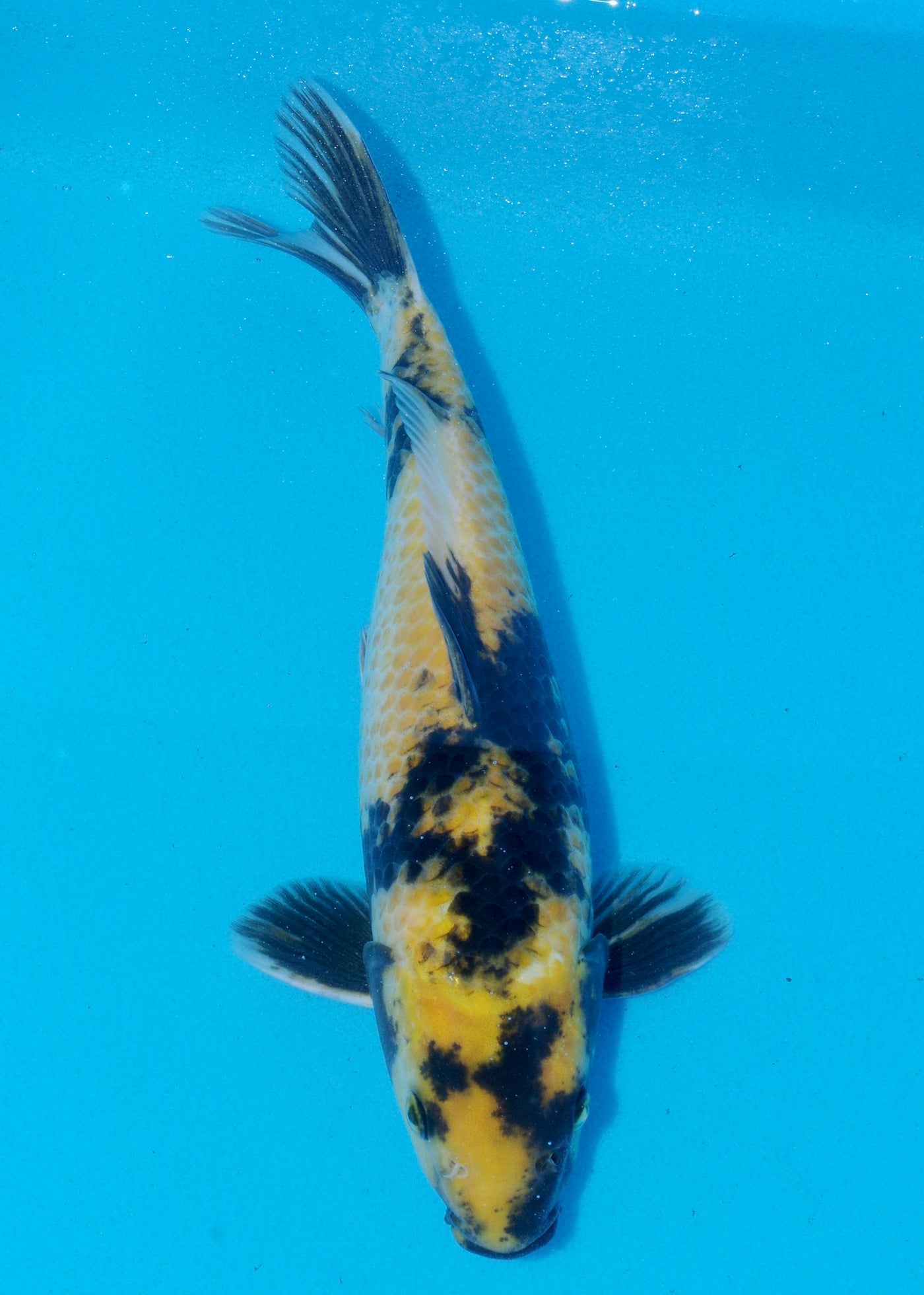 32cm Ki Utsuri (Byer Koi Farm) REF - SEP073