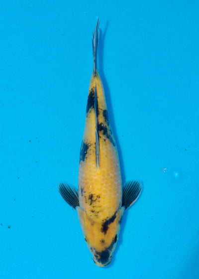 29cm Ki Utsuri (Byer Koi Farm) REF - SEP075