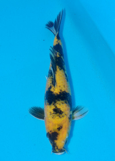 29cm Ki Utsuri (Byer Koi Farm) REF - SEP076