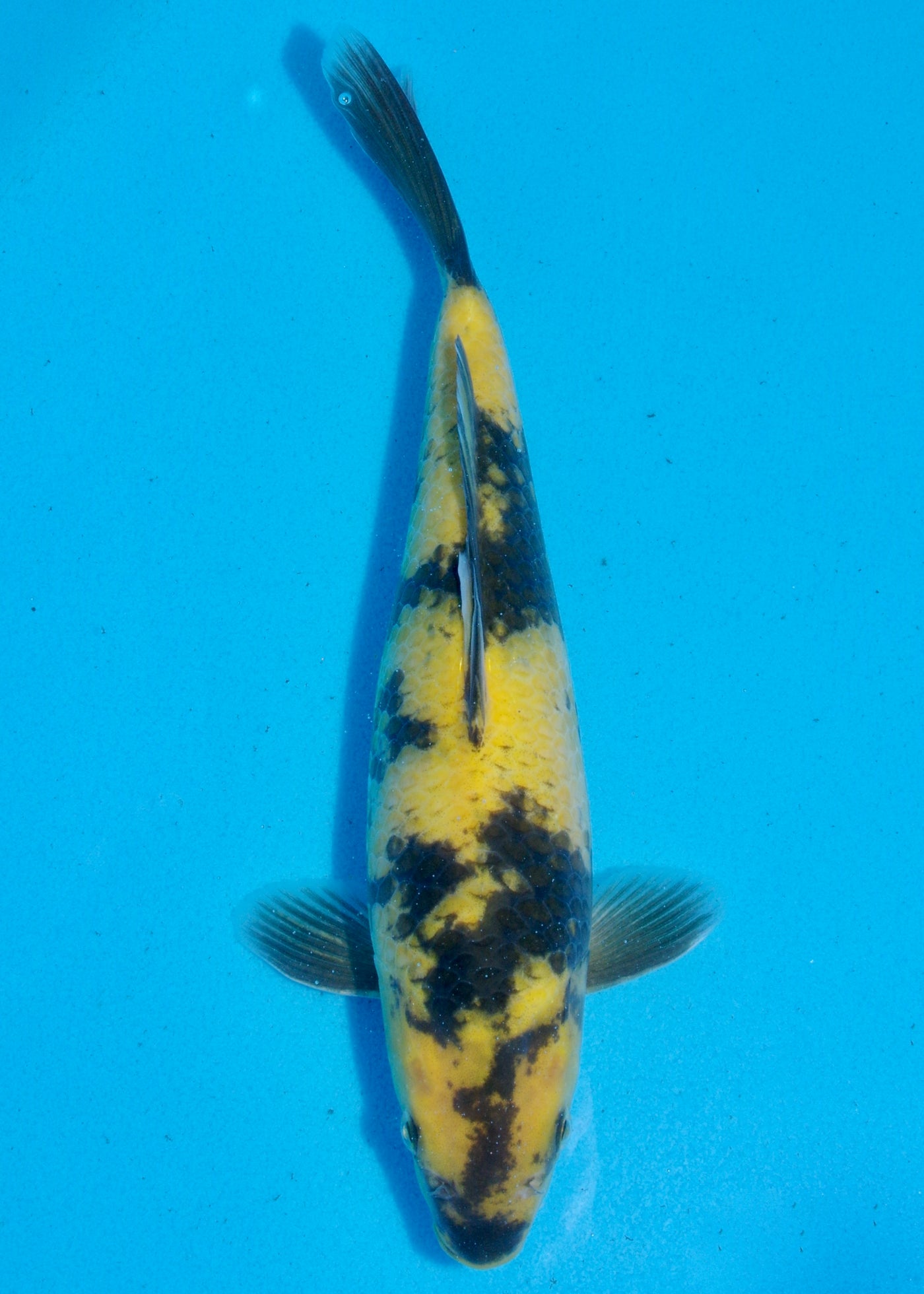32cm Ki Utsuri (Byer Koi Farm) REF - SEP077