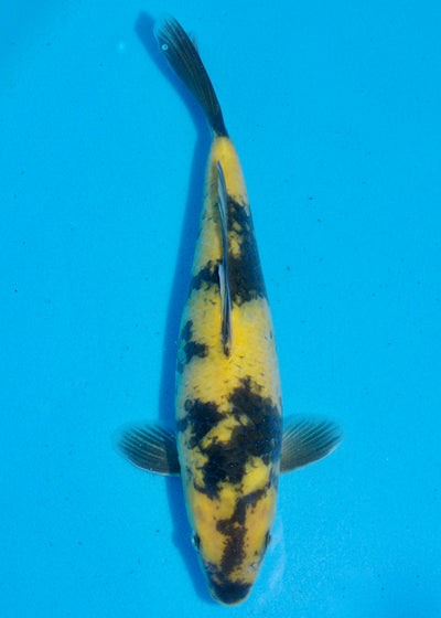 32cm Ki Utsuri (Byer Koi Farm) REF - SEP077