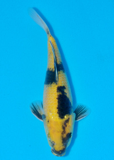 25cm Ki Utsuri (Byer Koi Farm) REF - SEP078