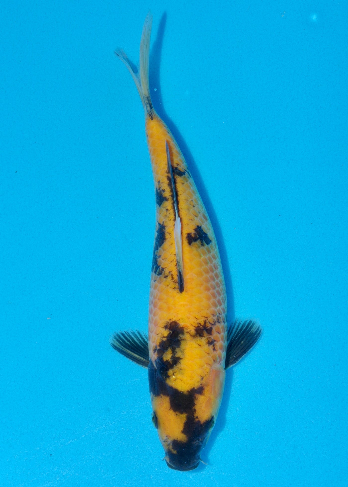 30cm Ki Utsuri (Byer Koi Farm) REF - SEP079