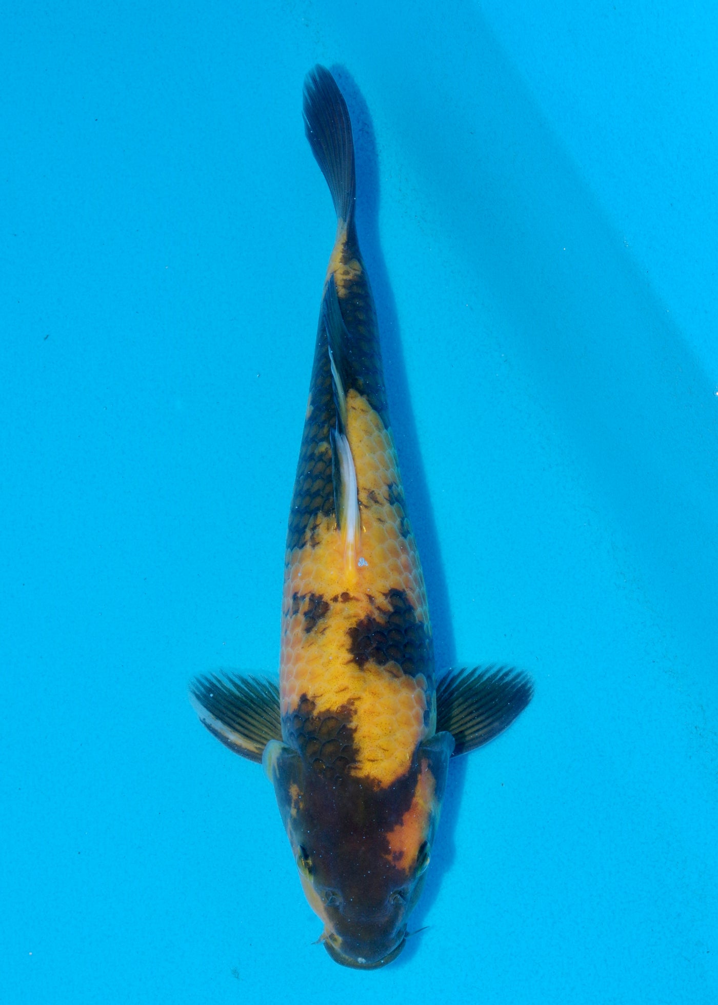 31cm Ki Utsuri (Byer Koi Farm) REF - SEP080