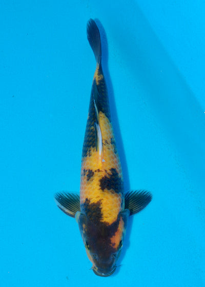 31cm Ki Utsuri (Byer Koi Farm) REF - SEP080