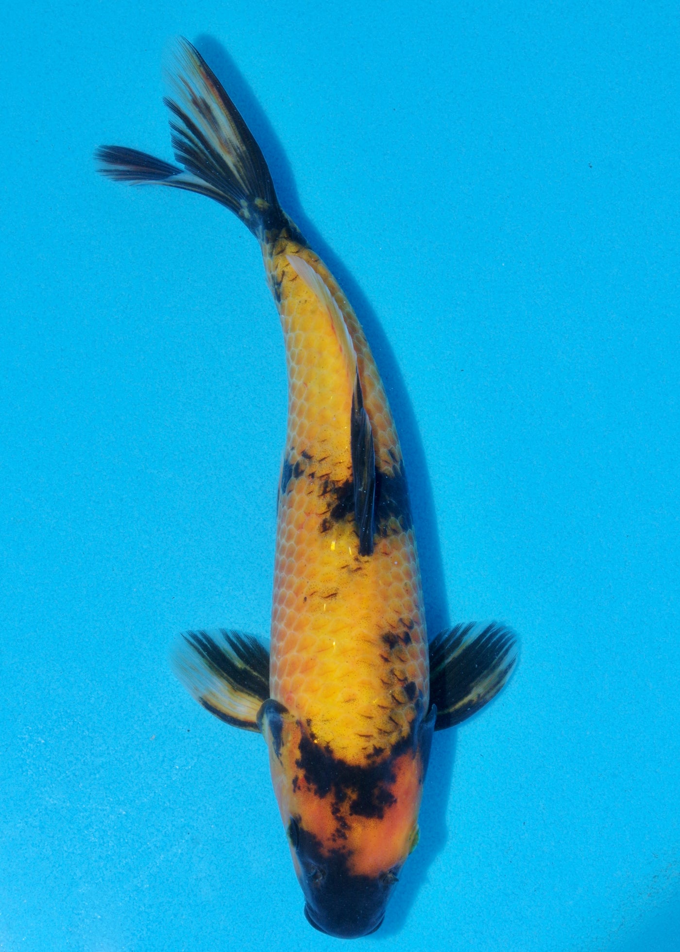 30cm Ki Utsuri (Byer Koi Farm) REF - SEP081