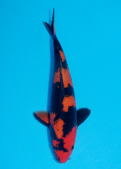 34cm Hi Utsuri (Shinoda) REF - SEP083