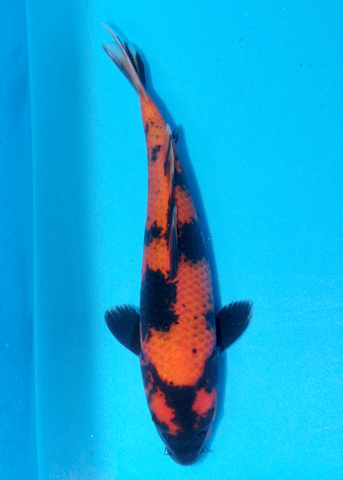 32cm Hi Utsuri (Shinoda) REF - SEP084