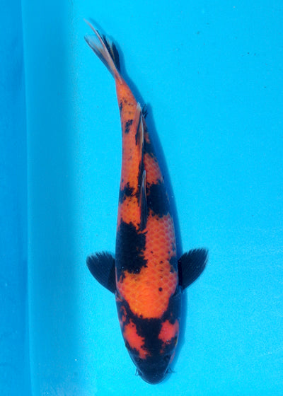 32cm Hi Utsuri (Shinoda) REF - SEP084