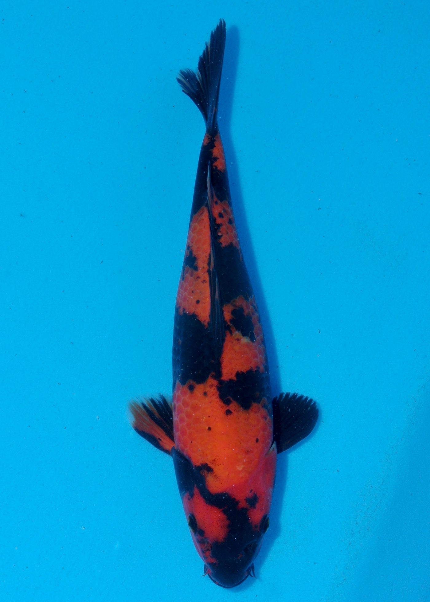 31cm Hi Utsuri (Shinoda) REF - SEP085
