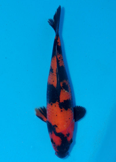 31cm Hi Utsuri (Shinoda) REF - SEP085
