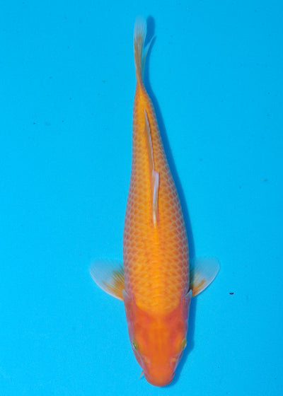 37cm Karashigoi, Mango (Byer Koi Farm) REF - SEP089