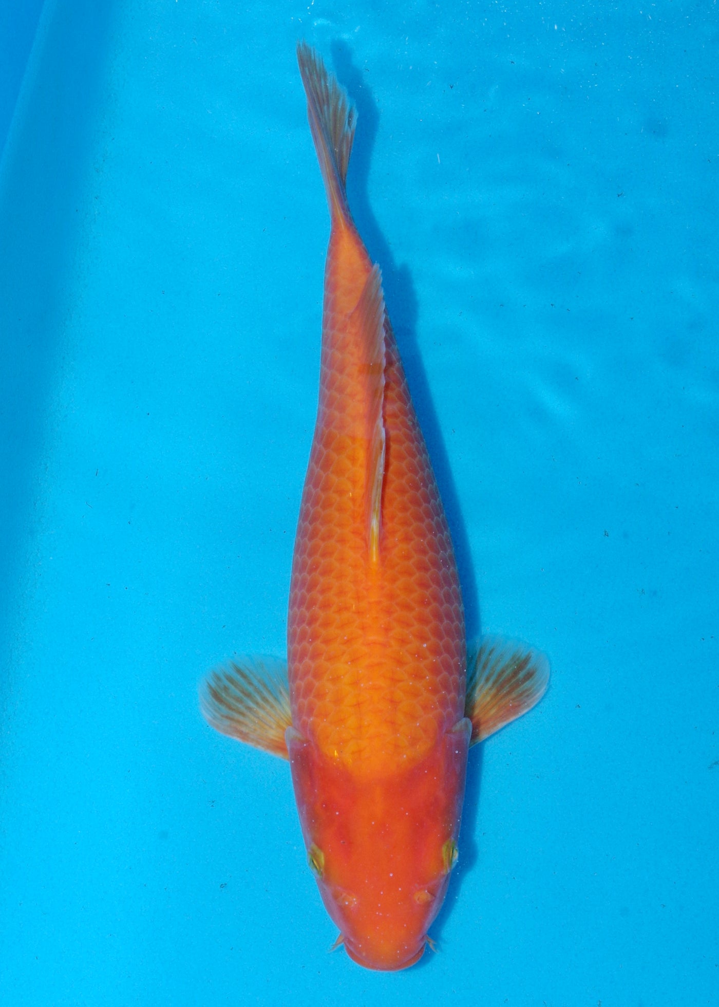 36cm Karashigoi, Mango (Byer Koi Farm) REF - SEP090
