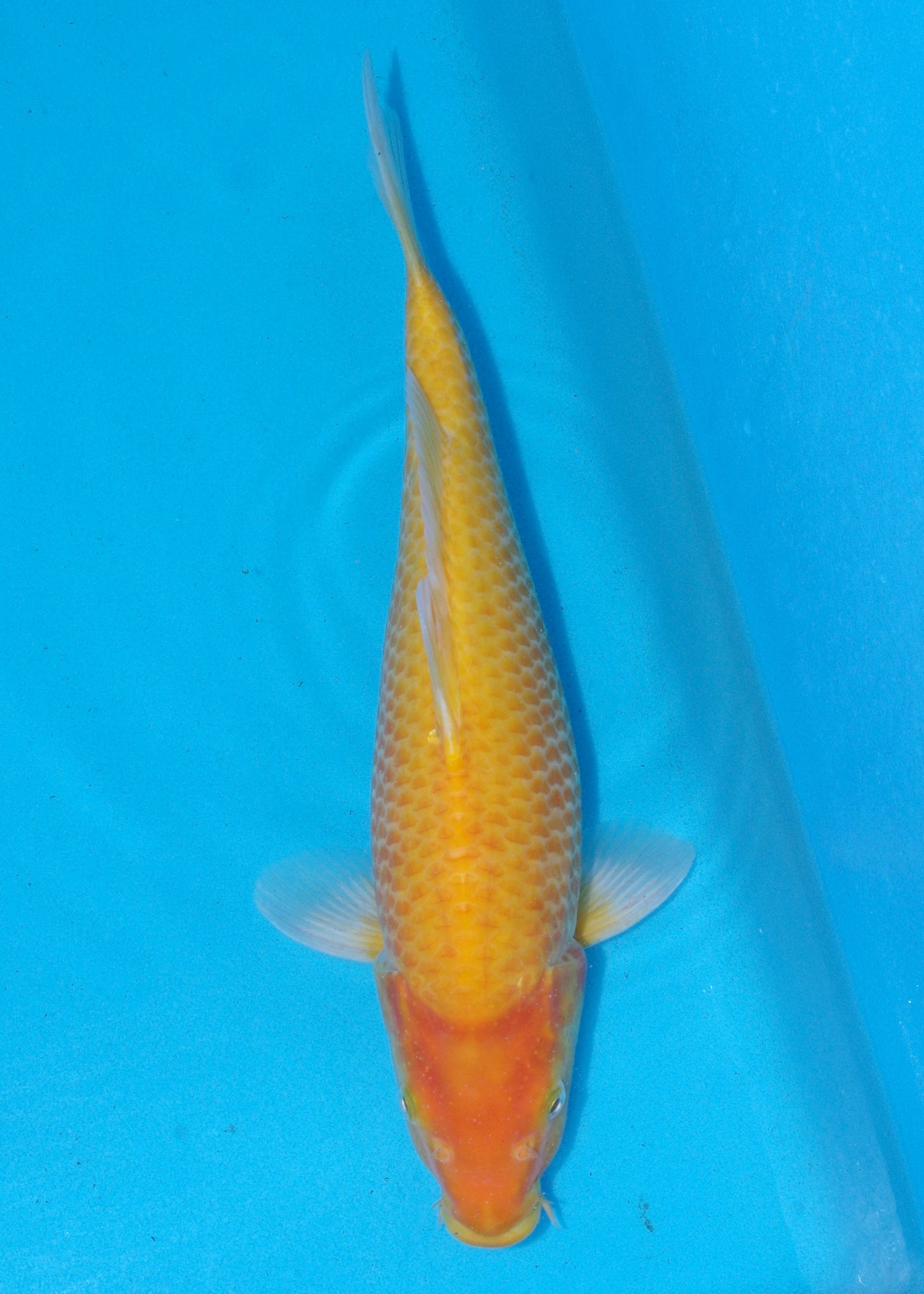 38cm Karashigoi, Mango (Byer Koi Farm) REF - SEP091