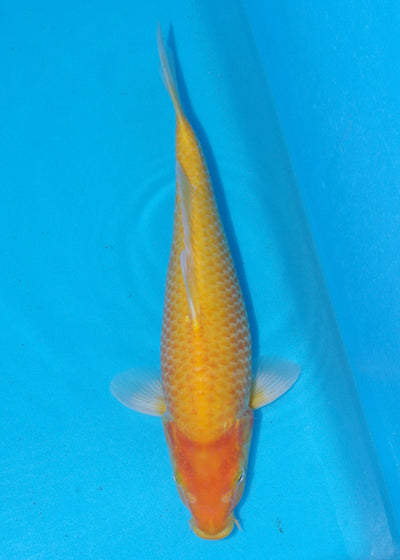 38cm Karashigoi, Mango (Byer Koi Farm) REF - SEP091