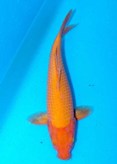 36cm Karashigoi, Mango (Byer Koi Farm) REF - SEP092