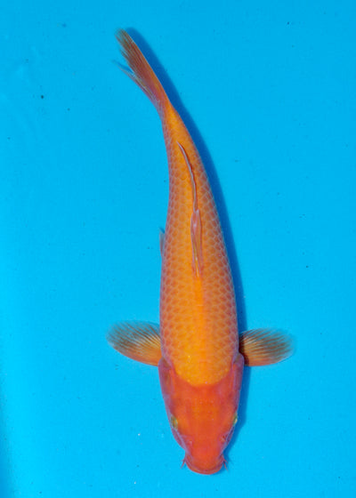 36cm Karashigoi, Mango (Byer Koi Farm) REF - SEP092