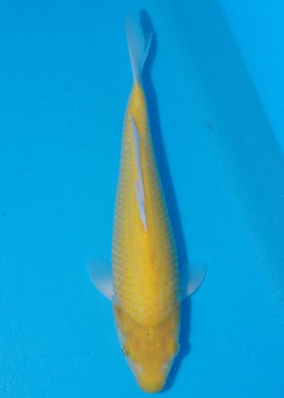 33cm Karashigoi (Byer Koi Farm) REF - SEP093