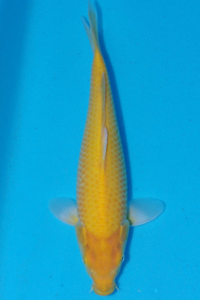 34cm Karashigoi (Byer Koi Farm) REF - SEP094