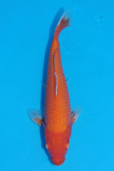34cm Karashigoi, Mango (Byer Koi Farm) REF - SEP095