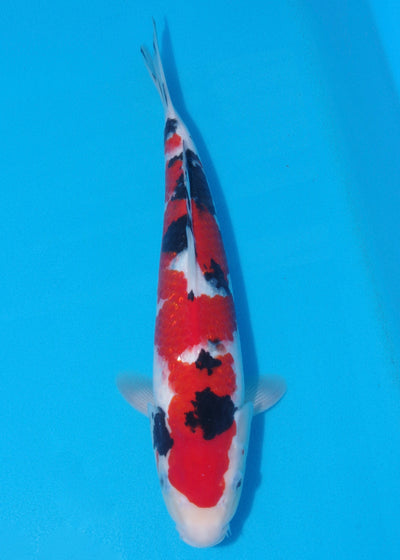 39cm Sanke (Marudo) REF - SEP096