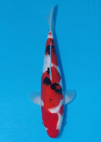 34cm Sanke (Marudo) REF - SEP098