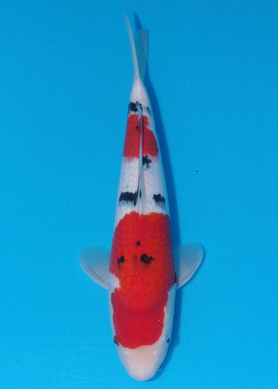 39cm Sanke (Marudo) REF - SEP099