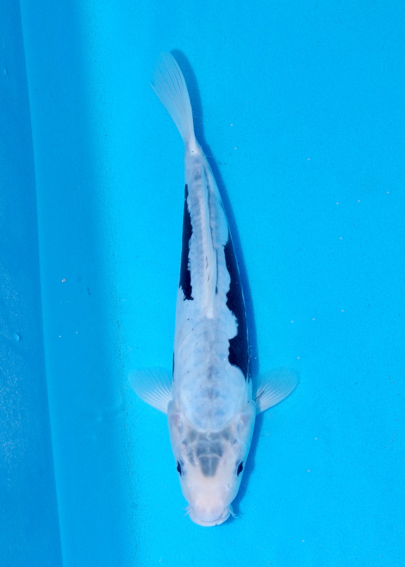 29cm Kumonryu (Byer Koi Farm) REF - SEP056