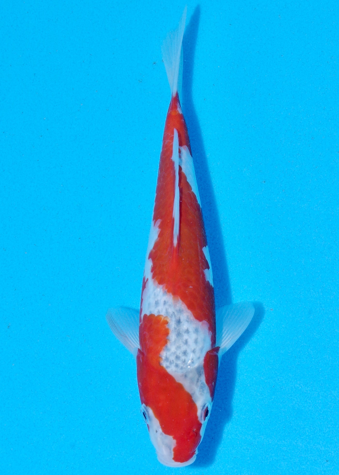 26cm Goshiki (Byer Koi Farm) REF - SEP057