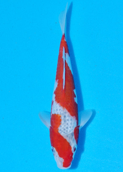 26cm Goshiki (Byer Koi Farm) REF - SEP057