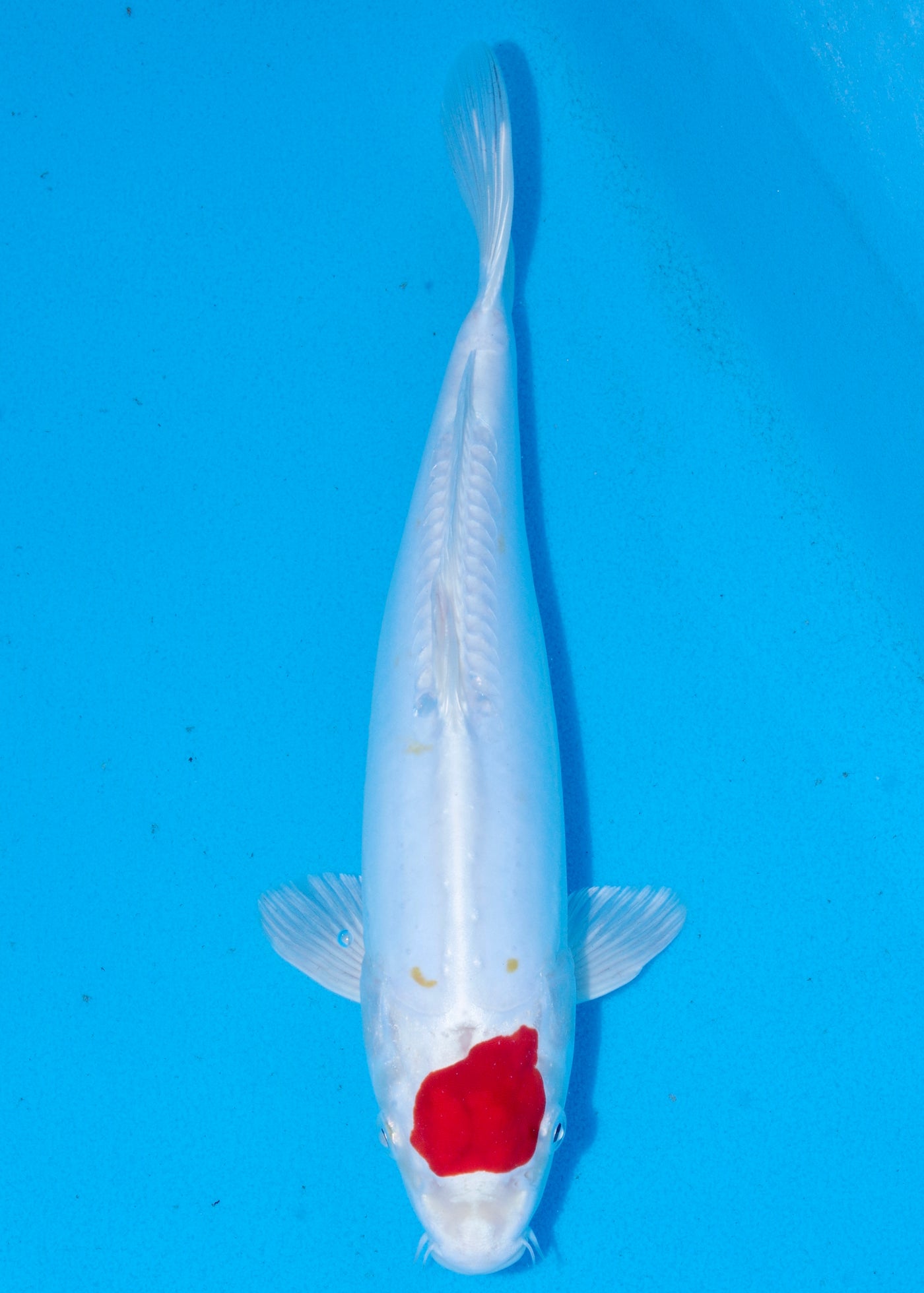 33cm Tancho Kikisui (Byer Koi Farm) REF - SEP055